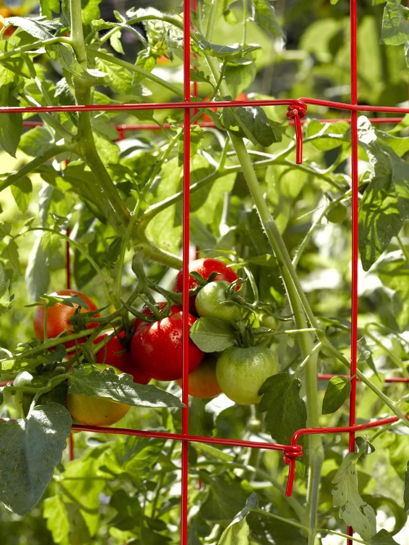 Tomato Cages, Set Of 4 - Image 3