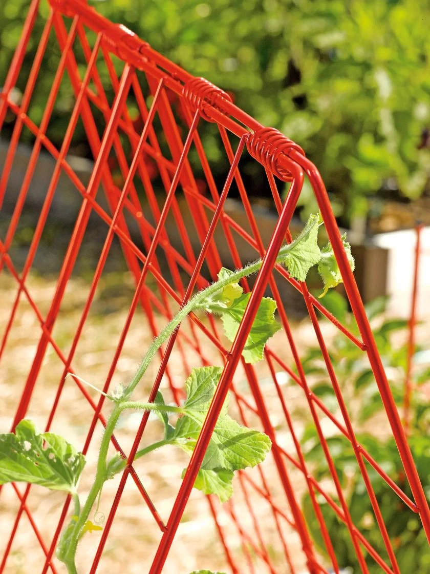 Deluxe Cucumber Trellis - Image 3