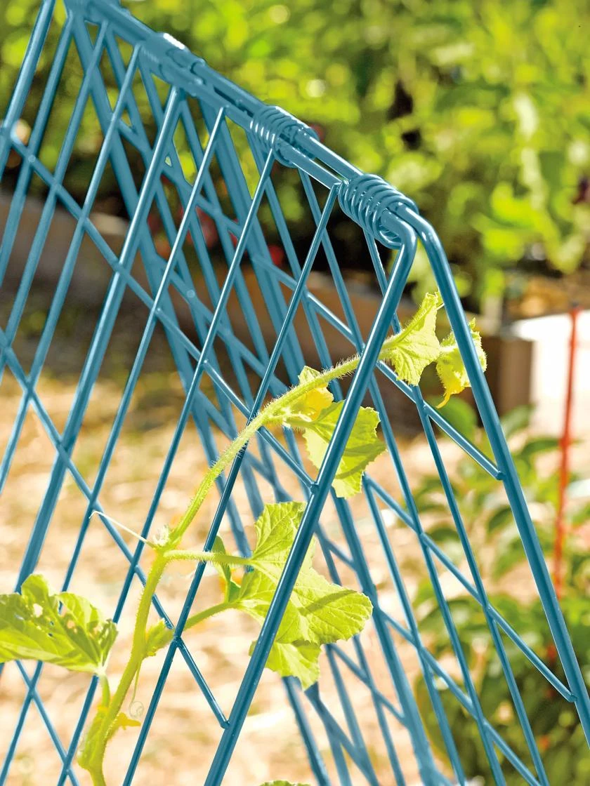 Deluxe Cucumber Trellis - Image 5