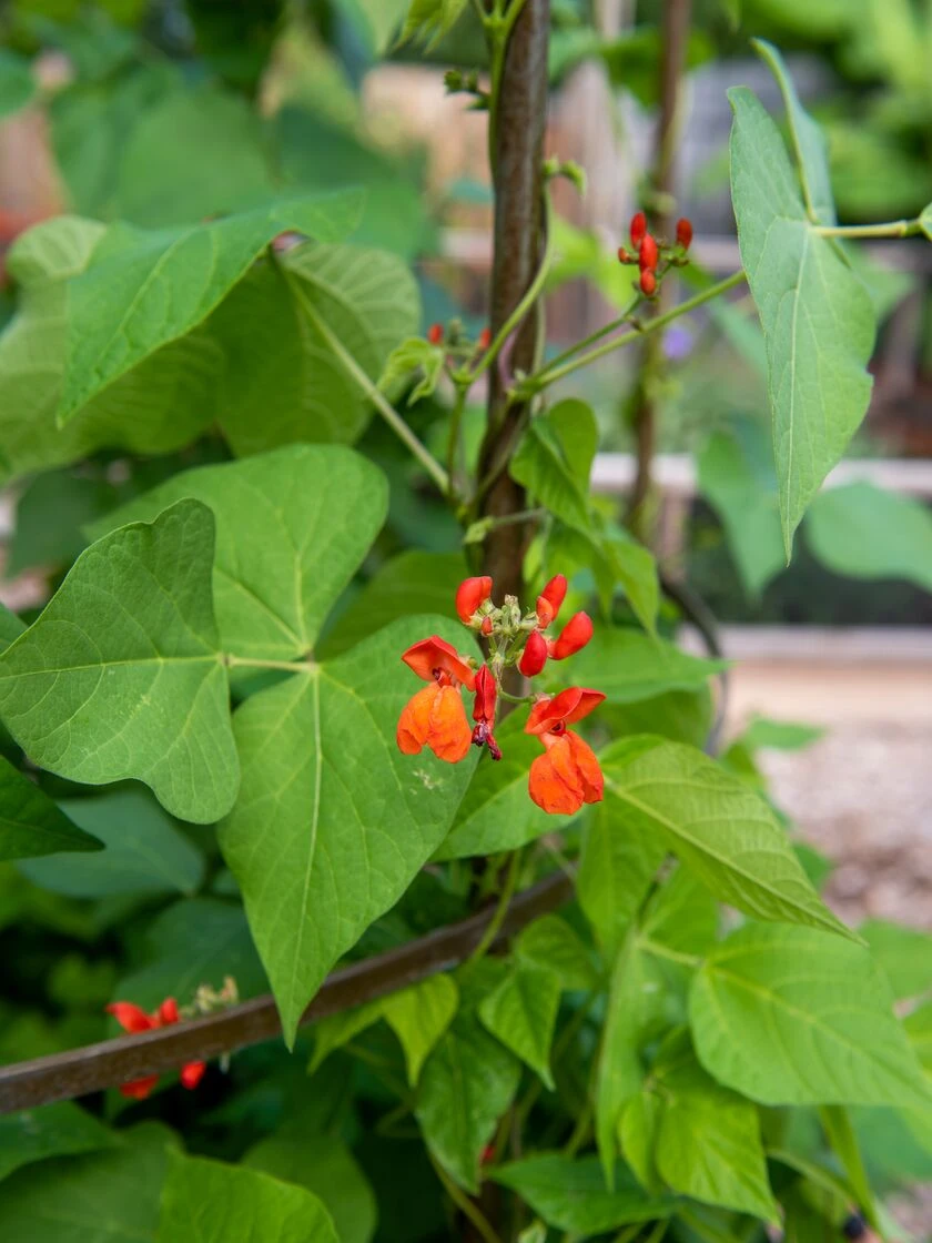 Jardin Tower - Image 4