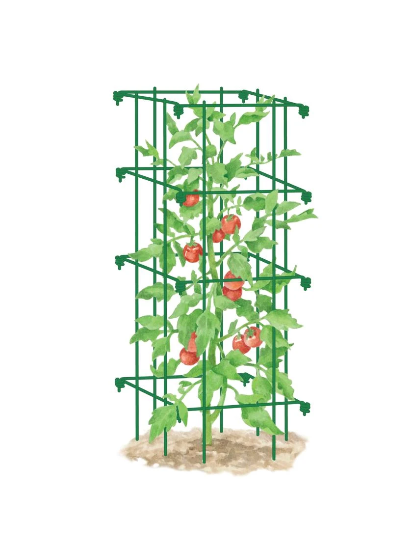 Tomato Cage, Single - Image 4