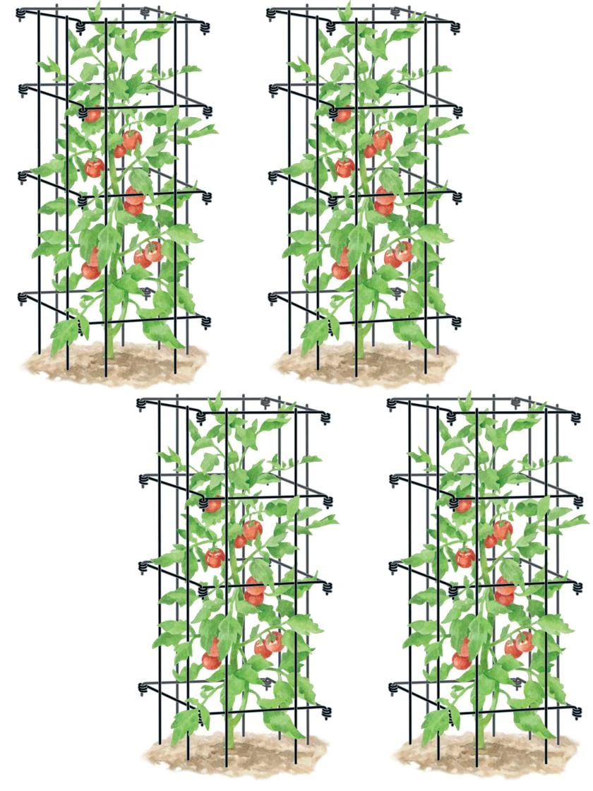 Tomato Cages, Set Of 4 - Image 2