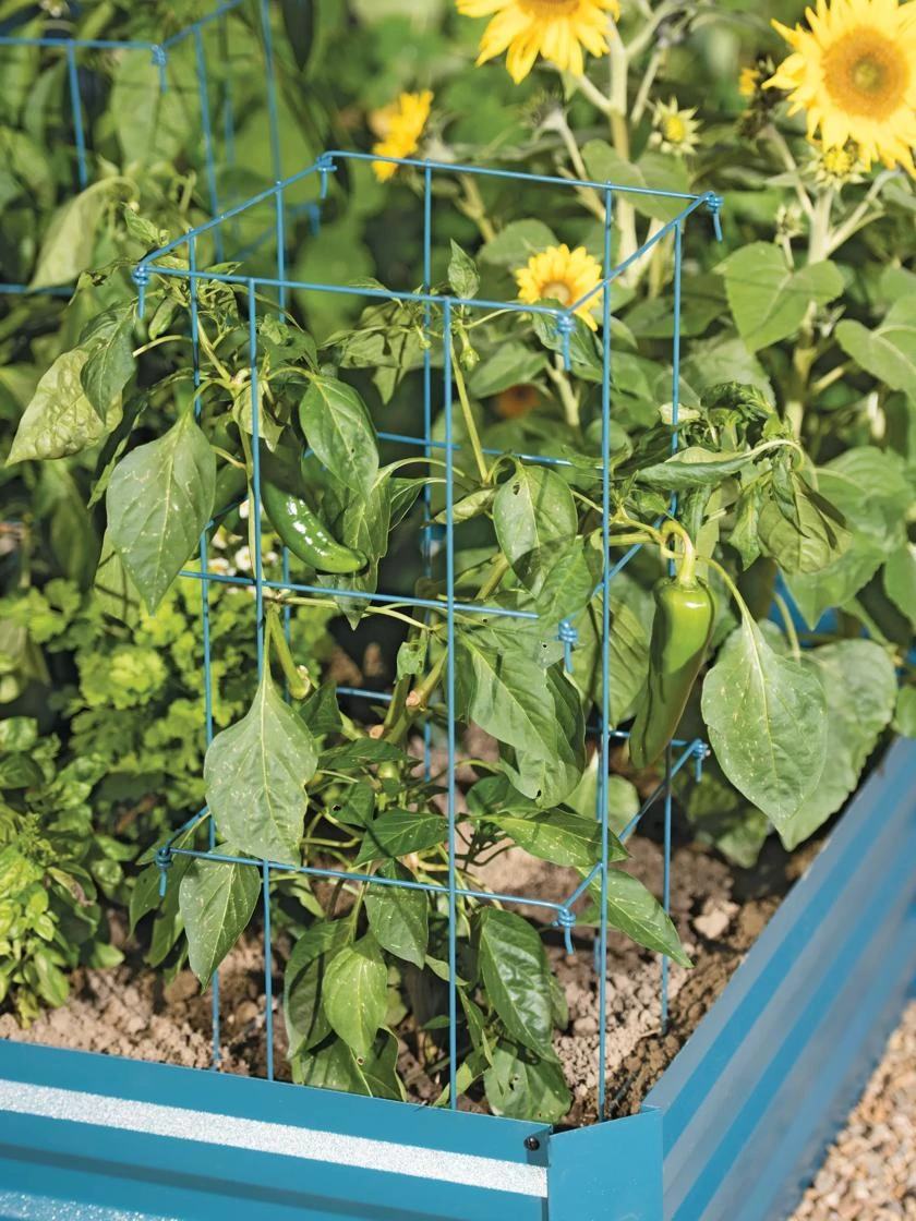 Pepper And Eggplant Cages, Set Of 3 - Image 3