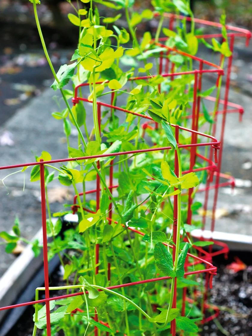 Expandable Pea Trellis - Image 3