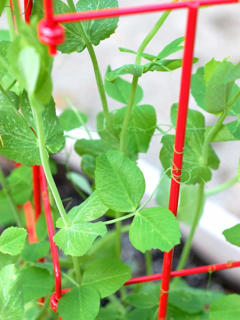 Expandable Pea Trellis - Image 2