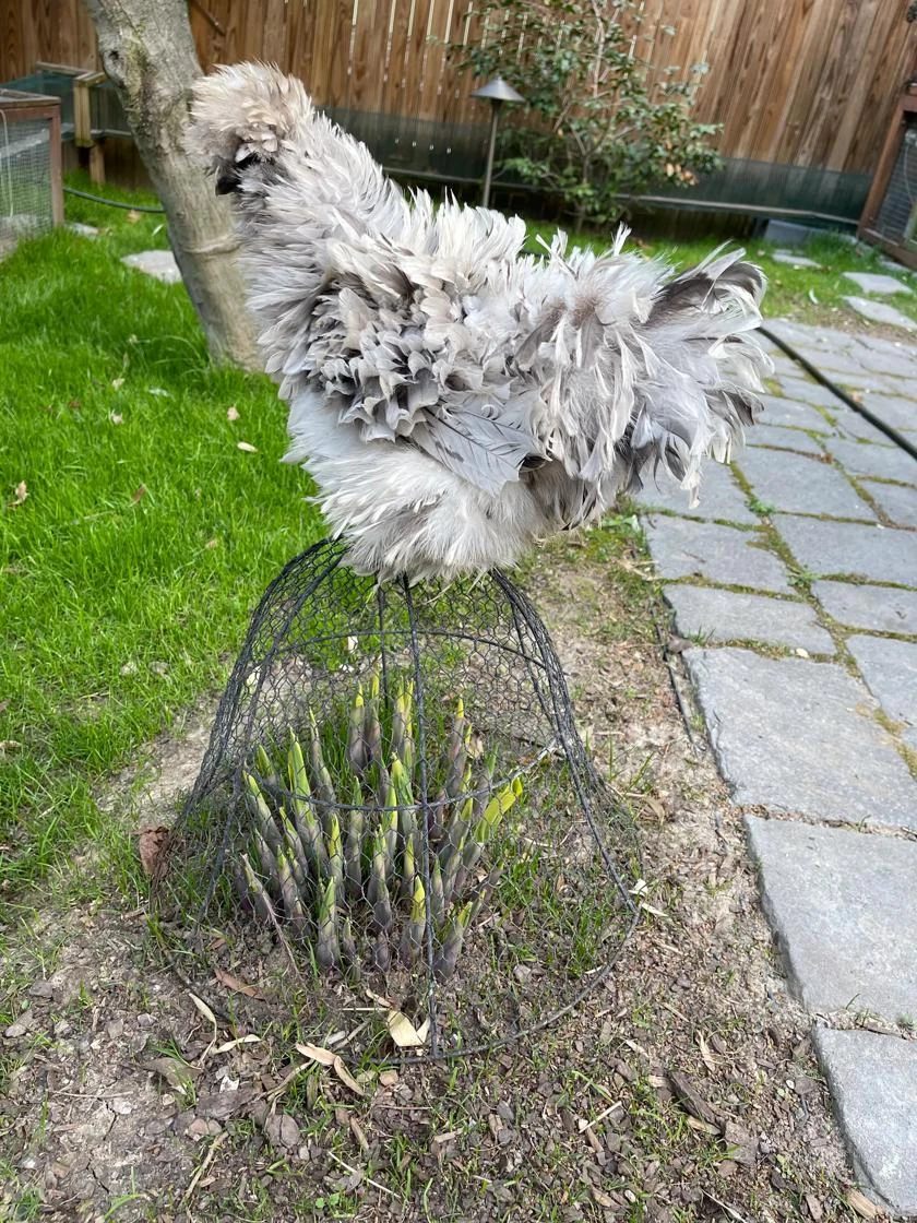 Chicken Wire Cloche - Image 6