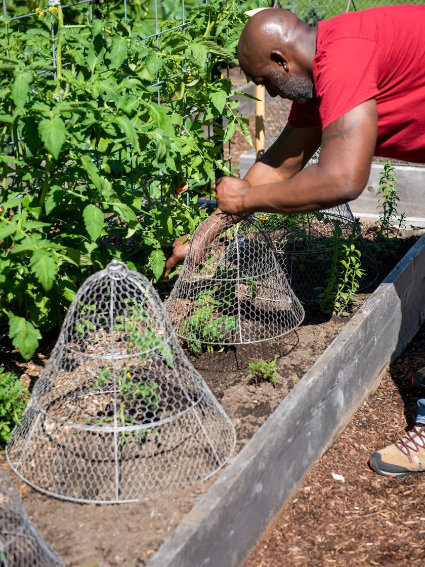 Chicken Wire Cloche With Extension - Image 5