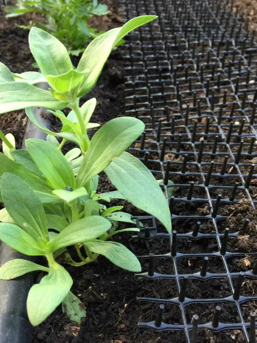 Cat Scat Mat - Image 4