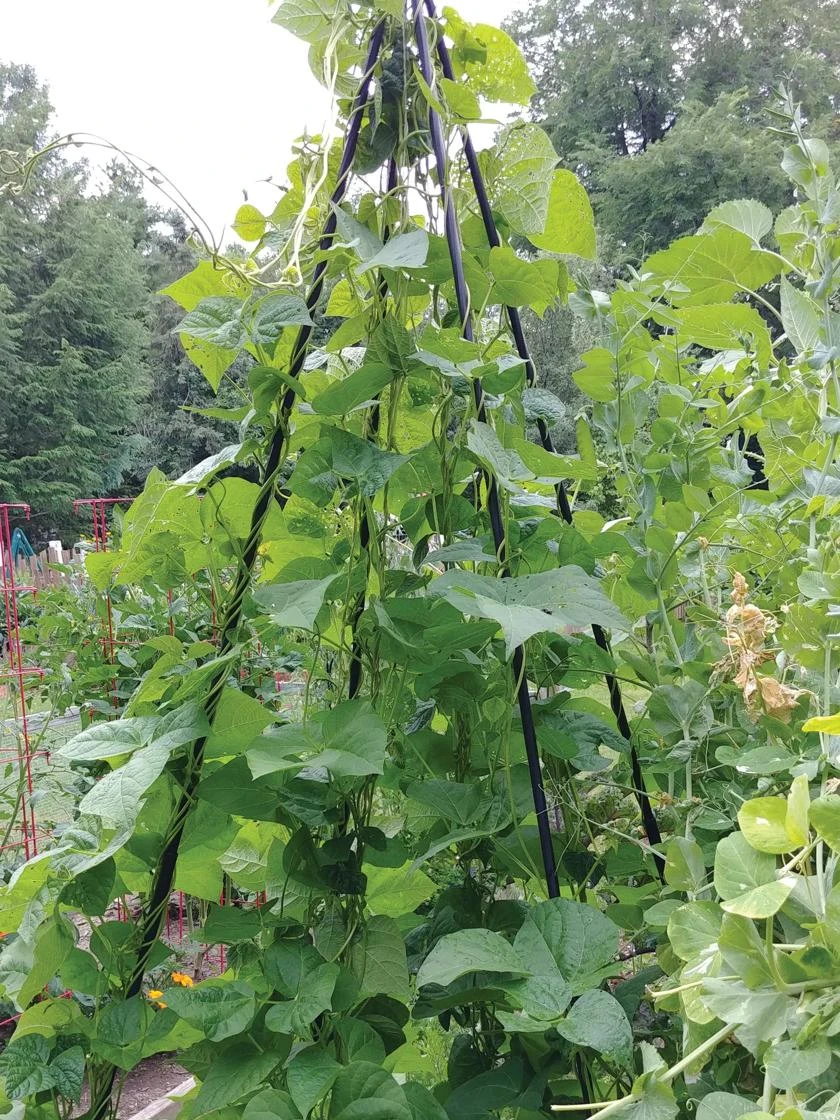 Titan Teepee Trellis - Image 5