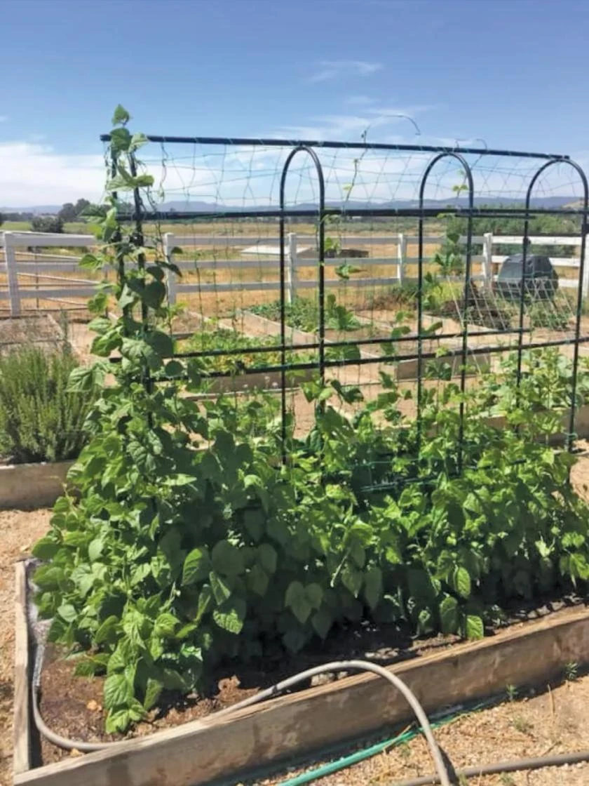 Titan Pea Tunnel - Image 4