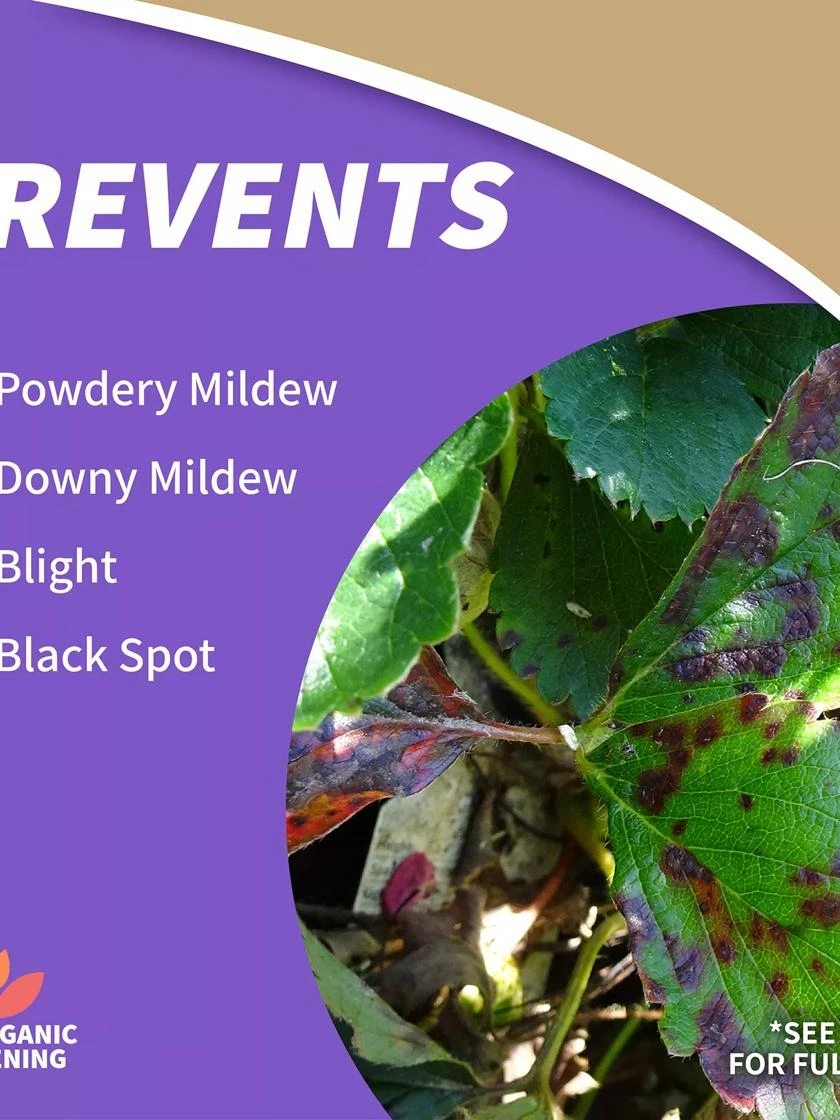 Captain Jack's™ Copper Fungicide Ready To Use, 1 Quart - Image 2