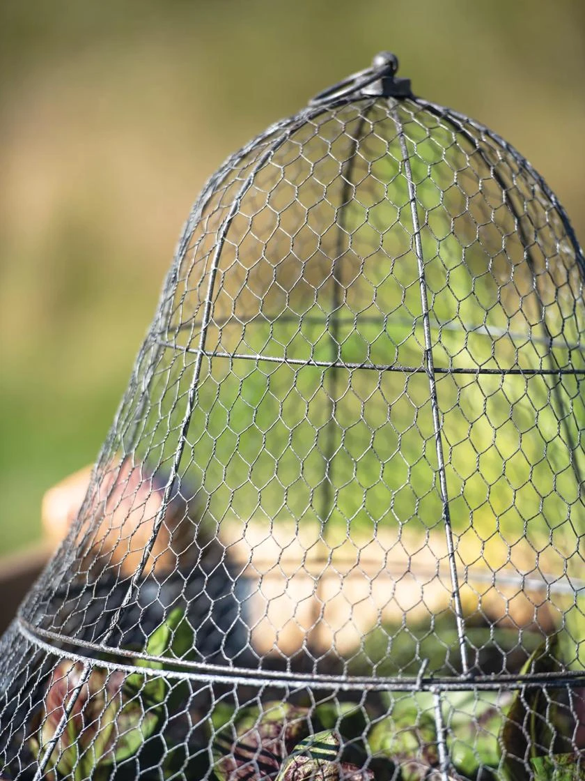 Chicken Wire Cloche With Extension - Image 11