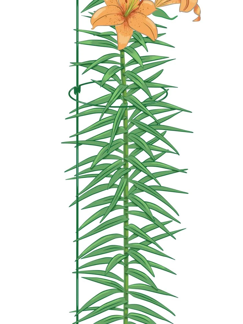 Peacock Mini Plant Support Rings 8", Set Of 2 - Image 2