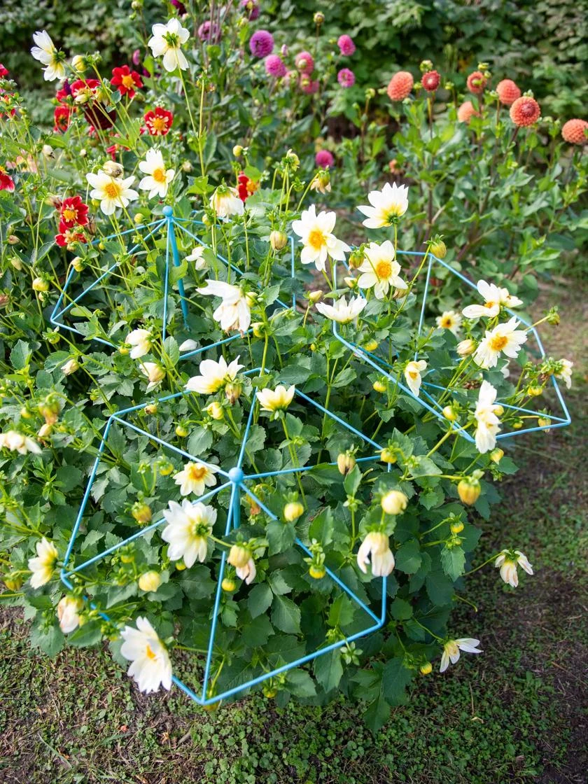 Parasol Plant Supports, Set Of 3 - Image 2