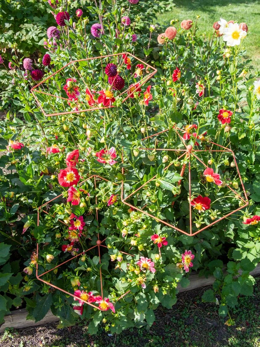 Parasol Plant Supports, Set Of 3 - Image 3