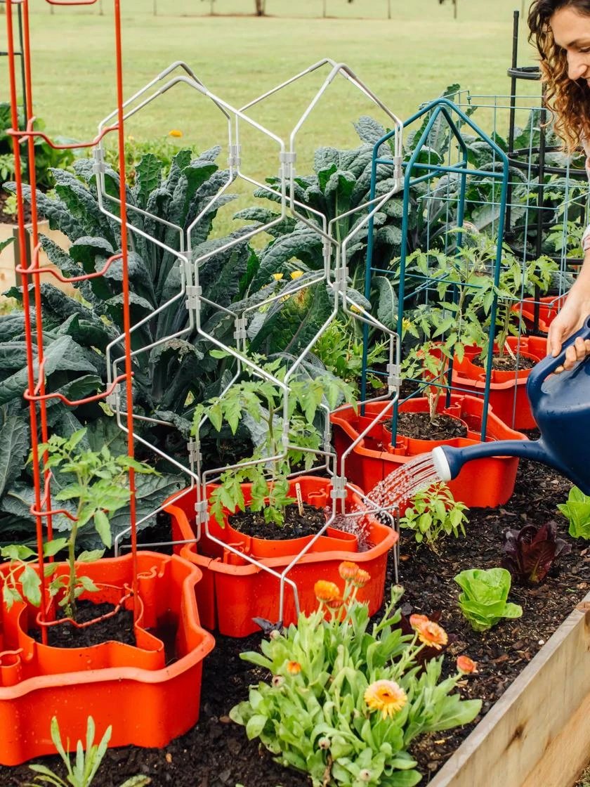 Deluxe Tomato Halos, Set Of 2 - Image 2