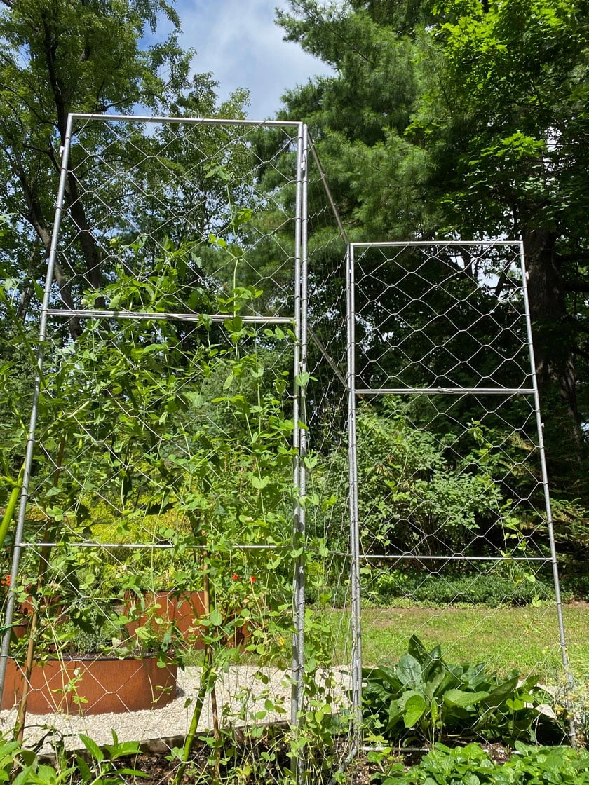 Chicken Wire Pea Trellis - Image 2