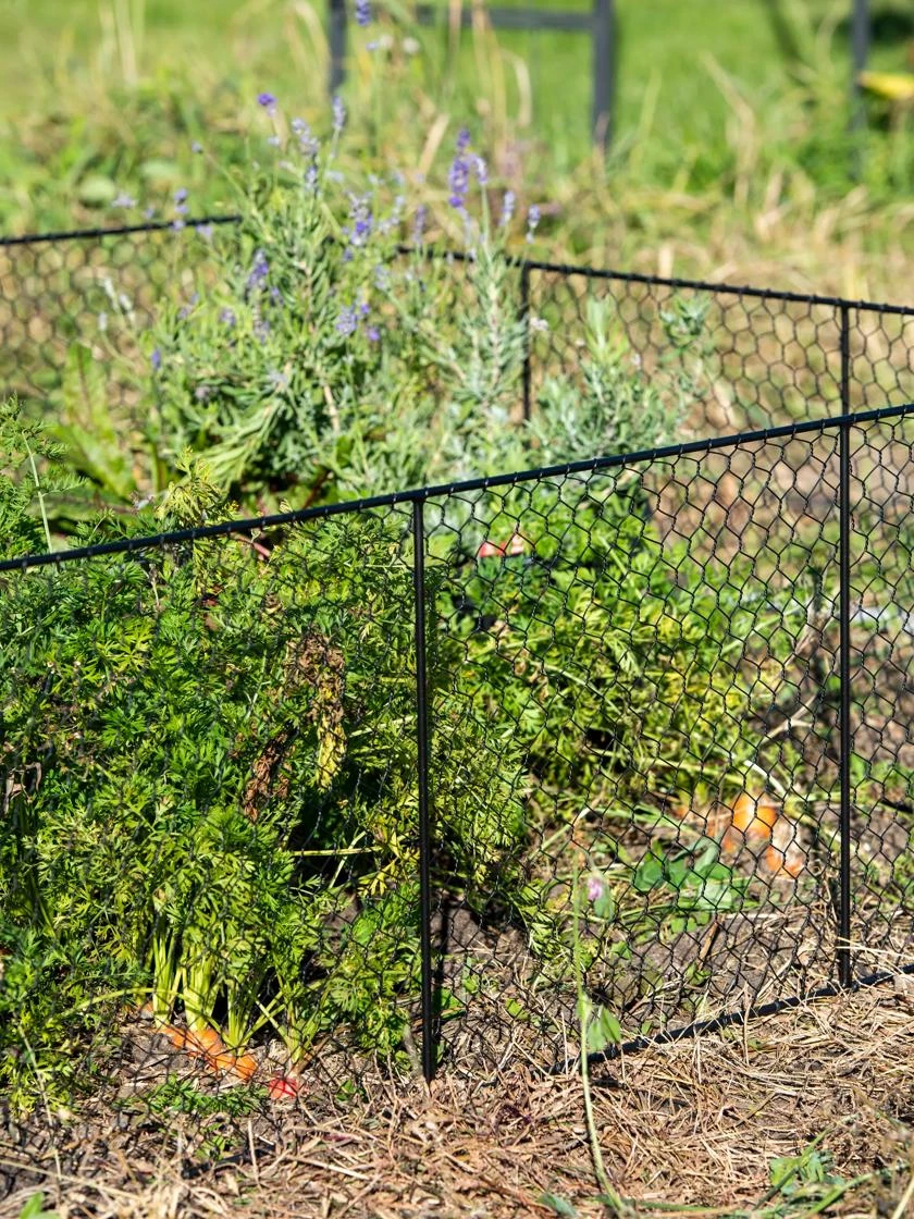 Chicken Wire Critter Fence, 16" High - Image 3