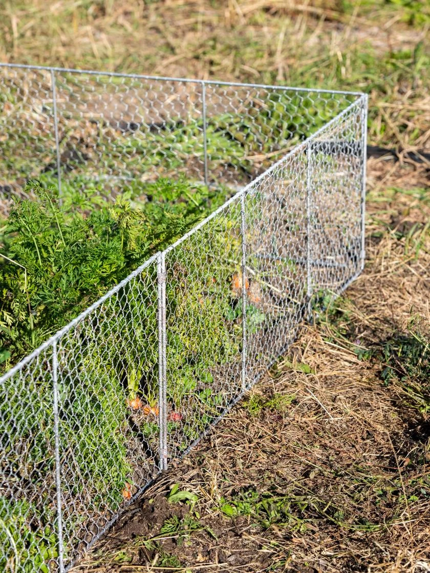 Chicken Wire Critter Fence, 16" High
