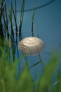 Aquasphere Pond Cleaners